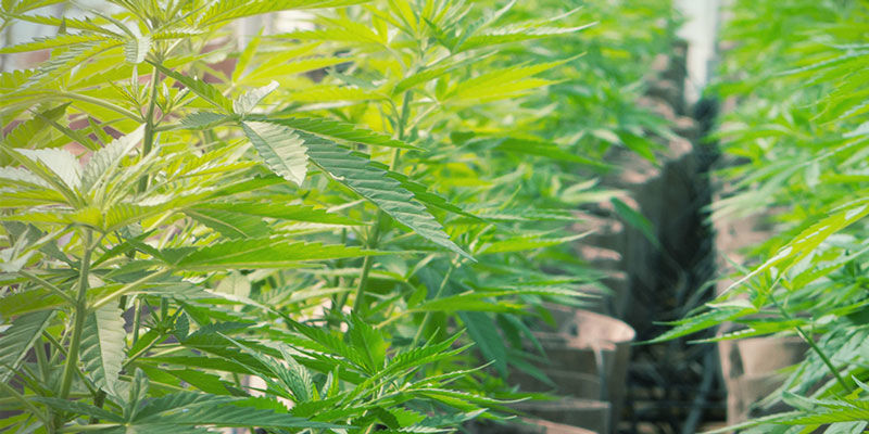 Ideel til hydroponik Ideel til hydroponik – dyrkning af cannabis