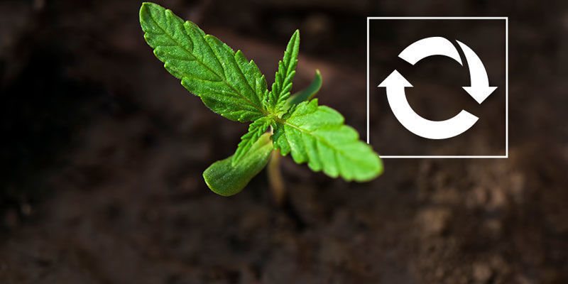 Genanvendelig Reusable - Growing Cannabis