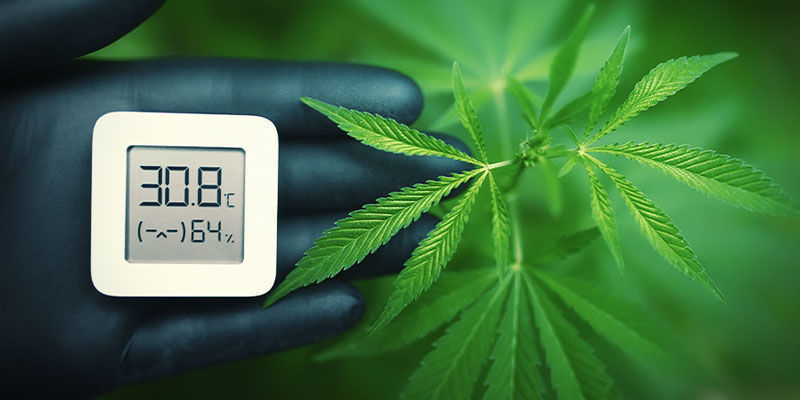 Temperatur Temperature - Growing Cannabis