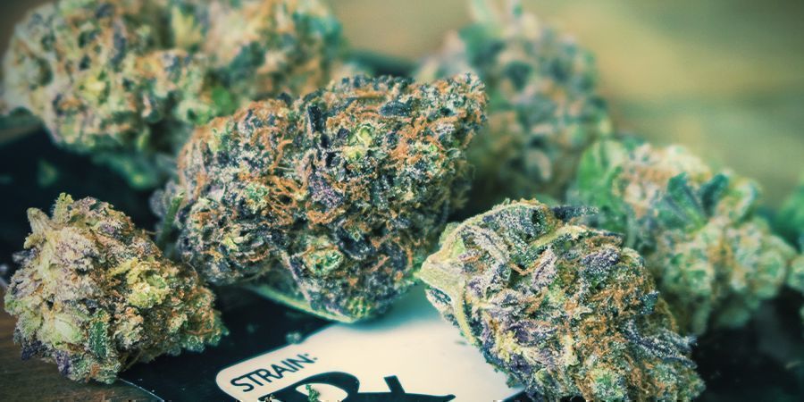 Autoflowers giver lavere udbytte Autoflowers Cannabis Produce Lower Yields