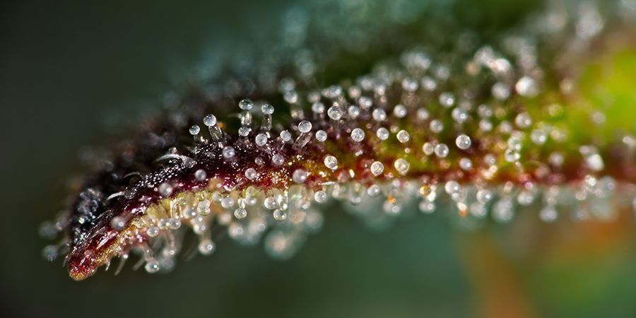 Høst på det rette tidspunkt Høst af cannabis på det rette tidspunkt