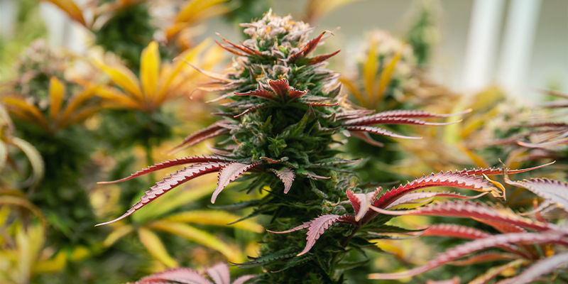 Ingen udbytteforøgende teknikker til cannabis er mulige No Yield Boosting Cannabis Techniques Possible