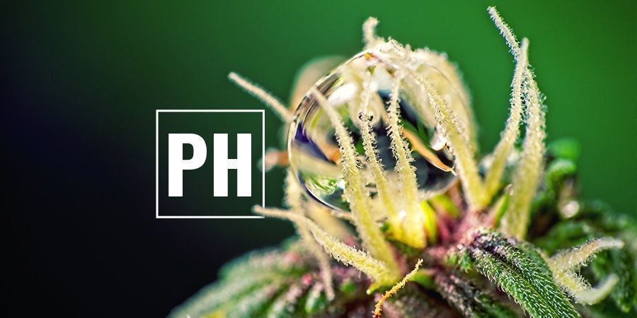 Optimer pH-niveauer Optimer cannabis pH-niveauer