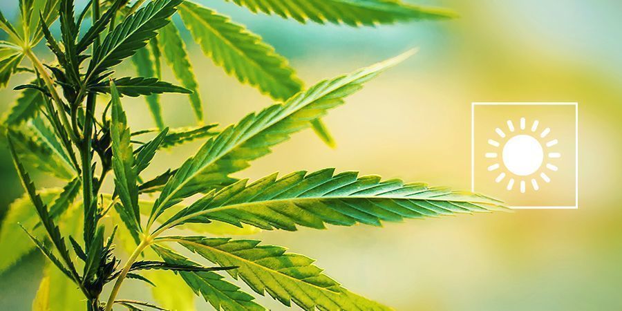 Vælg det perfekte tidspunkt at dyrke udendørs Vælg det perfekte tidspunkt at dyrke cannabis udendørs