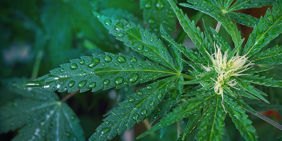 Vand dine planter korrekt Vand dine cannabisplanter korrekt