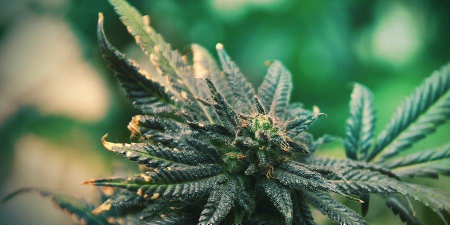 Hurtig reaktion på mangler Hurtig reaktion på cannabis-mangler