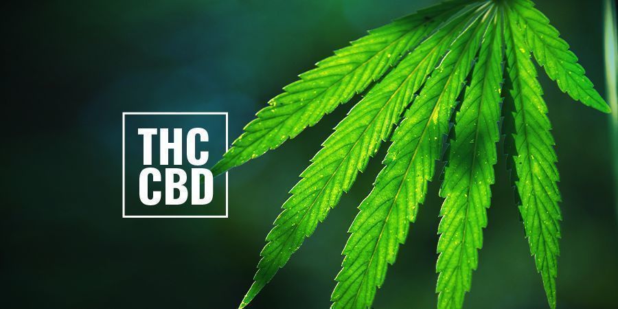 THC/CBD-rige fotoperiodiske cannabisplanter THC/CBD-rige fotoperiodiske cannabisplanter