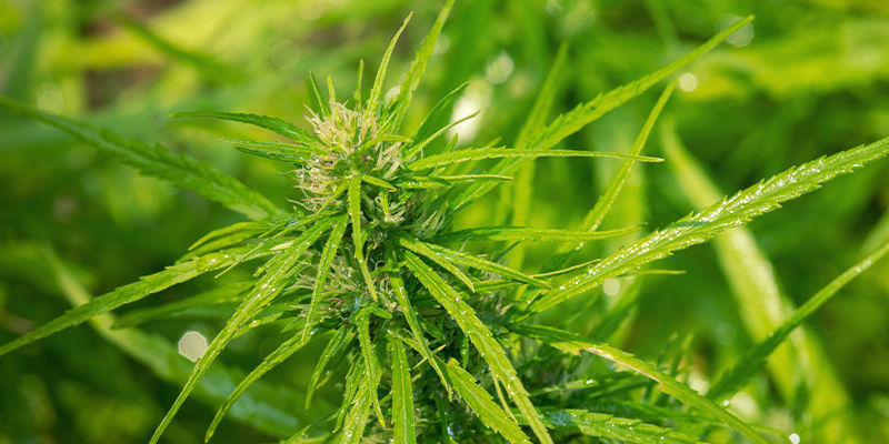 Autoflowering-komponenten: Cannabis ruderalis Autoflowering-komponenten: Cannabis ruderalis