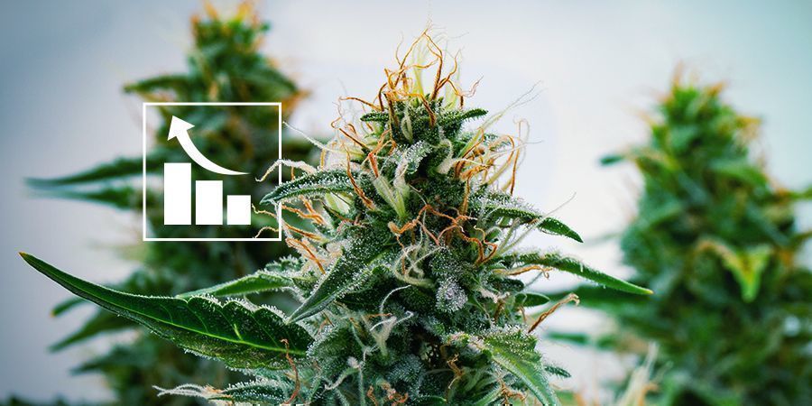 Resultatet af moderne krydsavl: potente Autoflower Resultatet af moderne krydsavl: potente Autoflower