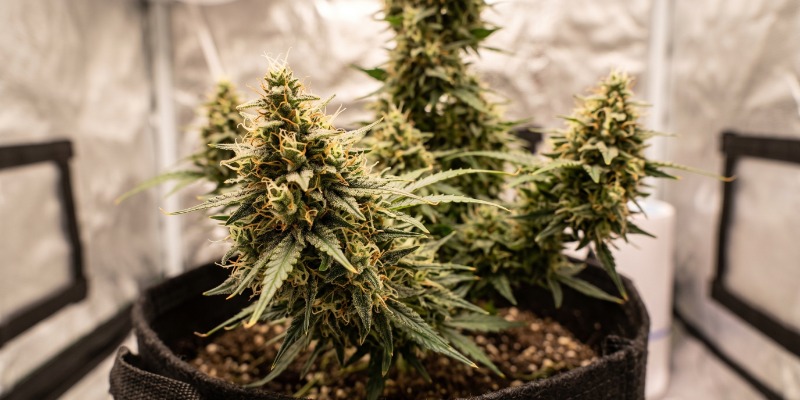 Arjan's Ultra Haze #1: Greenhouse Seeds