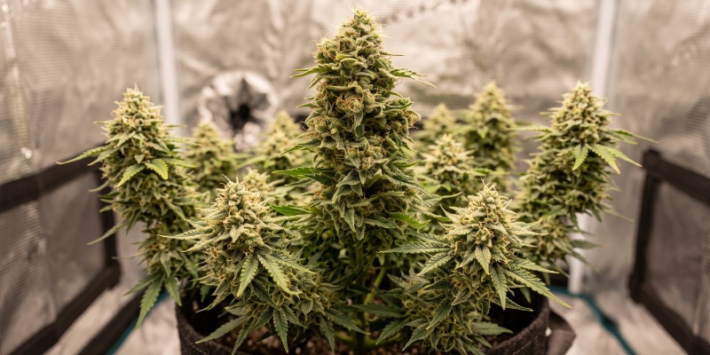 OG Lemon Bilbo: Genehtik Seeds