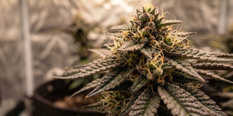 Ice Cream Cake: Zamnesia Seeds