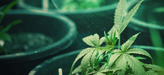 Hvordan ved du, hvornår cannabisplanten har brug for vand – og hvor meget? Hvordan ved du, hvornår cannabisplanten har brug for vand – og hvor meget?