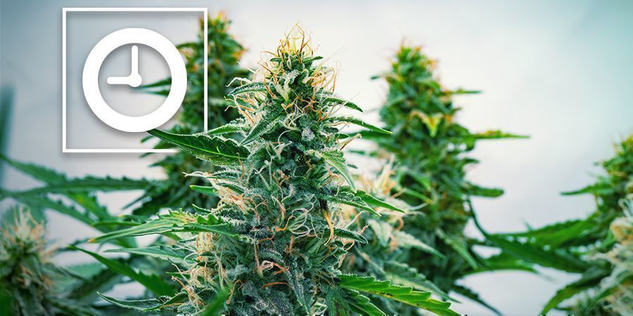 Hvordan fungerer Autoflower cannabisplanter? Hvordan fungerer Autoflower cannabisplanter?