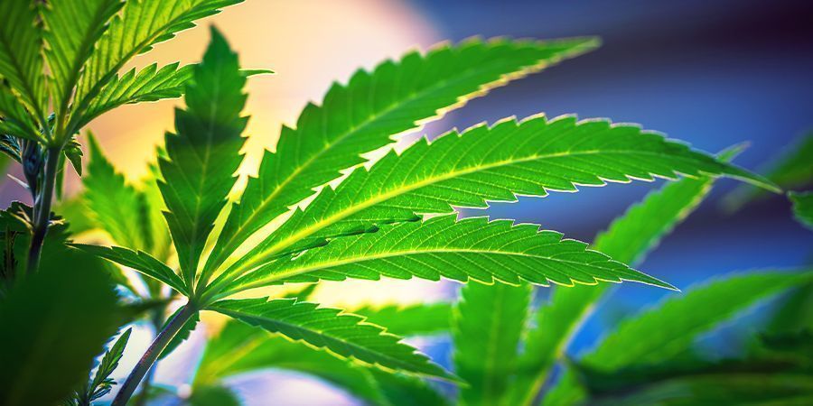 Ingen grund til at ændre lyscyklus – Autoflower cannabis sorter