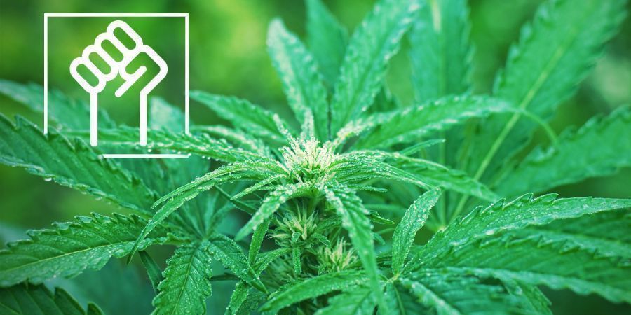 Resistent genetik - Autoflowering cannabissorter