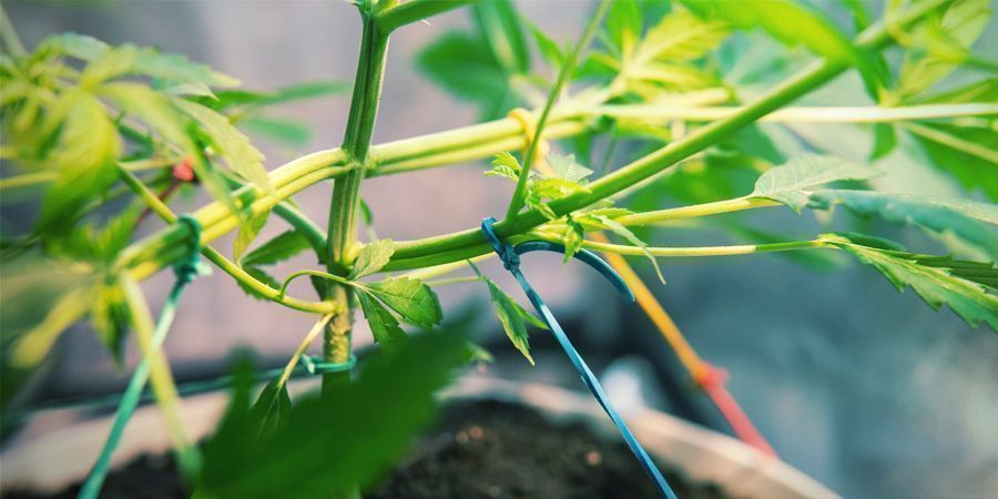 Svære at træne Svære at træne - Autoflower cannabisfrø