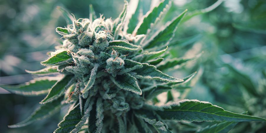 Hvad er autoflowering cannabis? Hvad er autoflowering cannabis?