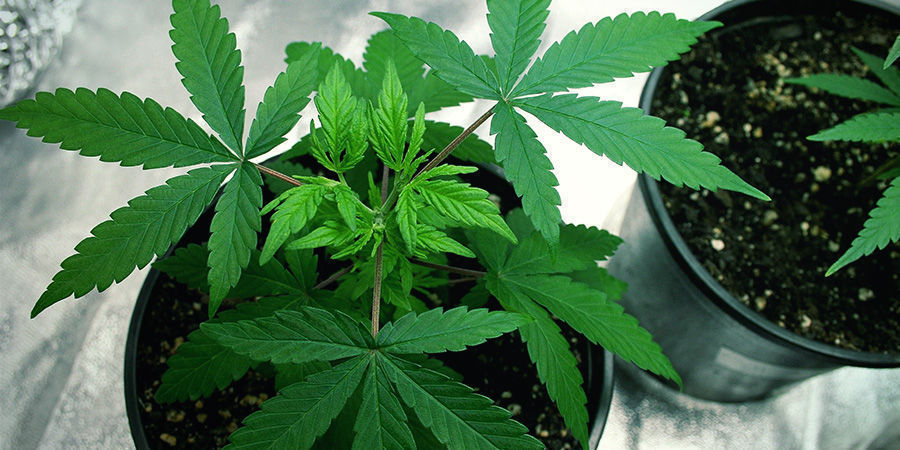 Du har brug for mindre plads – Autoflowering cannabis-sorter