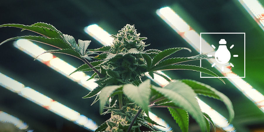 Hvor meget lys har cannabisplanter brug for? Hvor meget lys har cannabisplanter brug for?