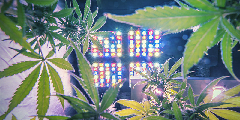 Sådan finder du den rette mængde lys til cannabisplanter Sådan finder du den rette mængde lys til cannabisplanter