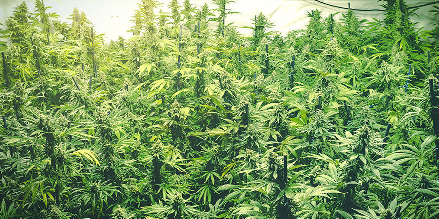 Sådan øger du udbyttet af cannabis med et luxmeter Sådan øger du udbyttet af cannabis med et luxmeter