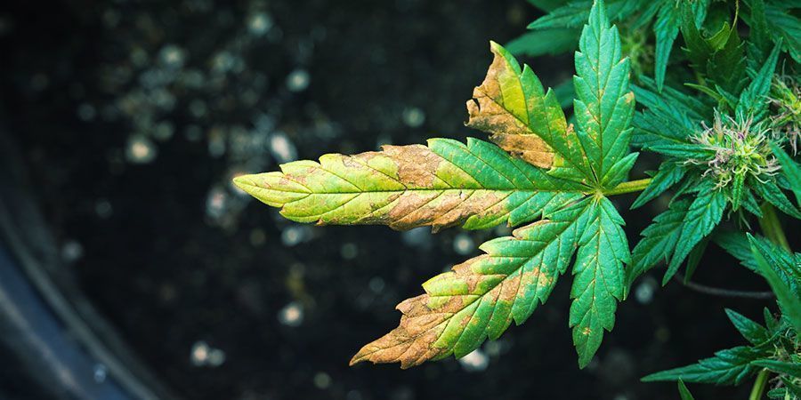 Cannabisplante angrebet af rodbladlus: symptomerne