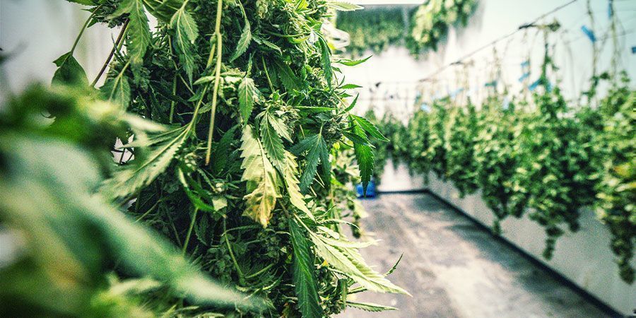 Affugtere i tørrerummet til cannabis