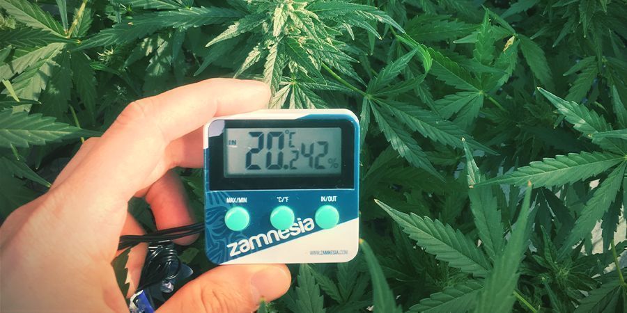 Optimale luftfugtighedsniveauer for cannabisplanter