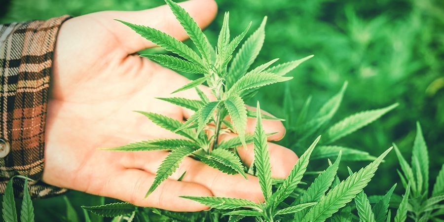 Hvorfor er luftfugtighed vigtig for cannabis? Hvorfor er luftfugtighed vigtig for cannabis?