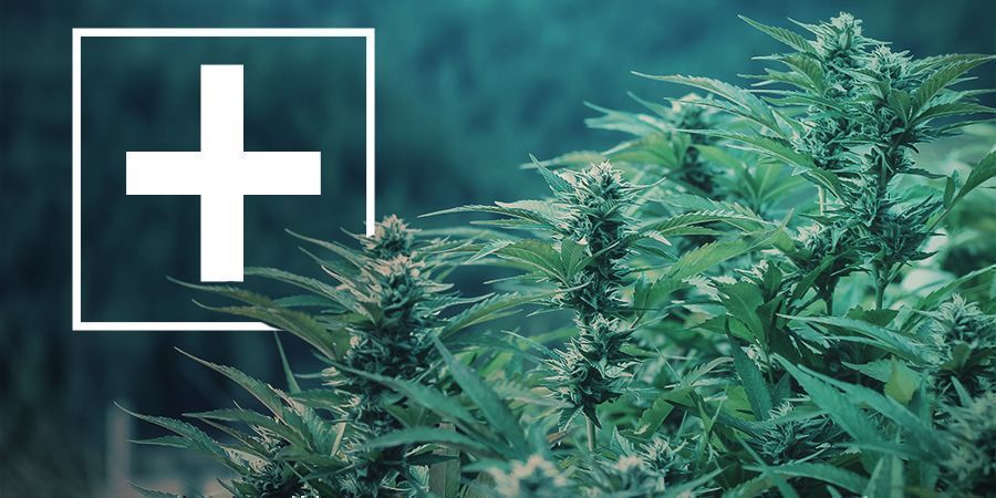 Fordele ved hurtigblomstrende cannabissorter
