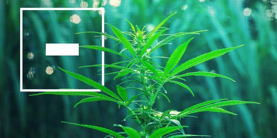 Ulemper ved hurtigblomstrende cannabissorter