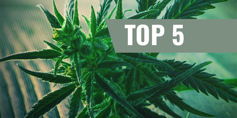 Top 5 hurtigblomstrende cannabissorter