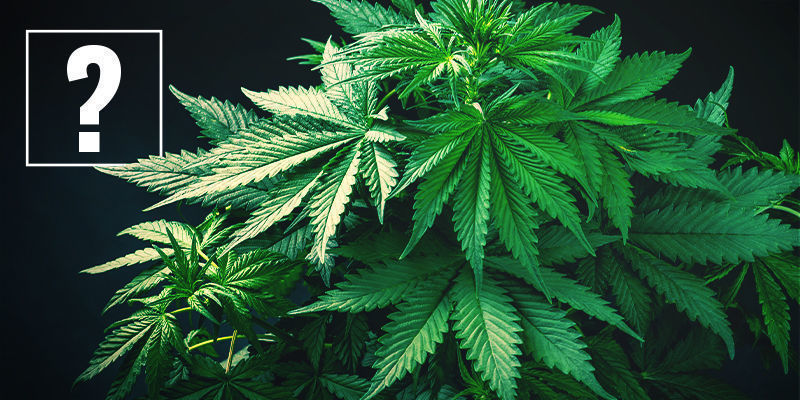 Hvad er hurtigblomstrende cannabissorter?