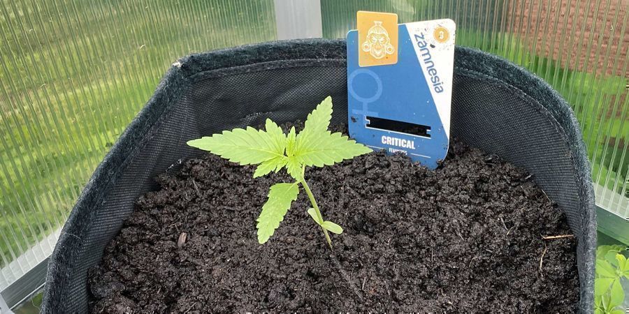 SÅDAN PLANTER DU DIN CANNABIS I DIN JORDBLANDING