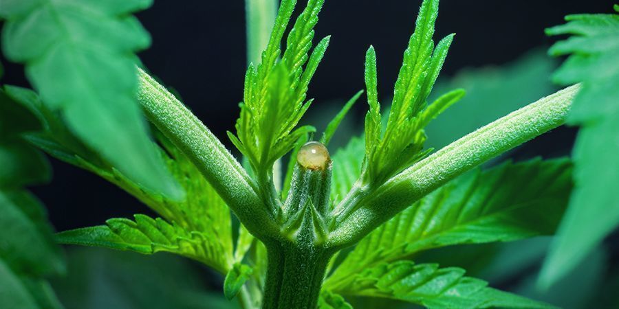 Kan du skifte til blomstringsfasen lige efter topping? Kan du skifte til blomstringsfasen lige efter topping?
