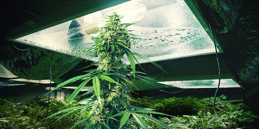 Cannabisplanters højde Cannabisplanters højde