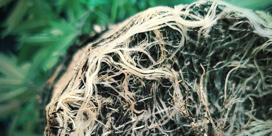 Robust rodnet hos cannabisplanter Robust rodnet hos cannabisplanter