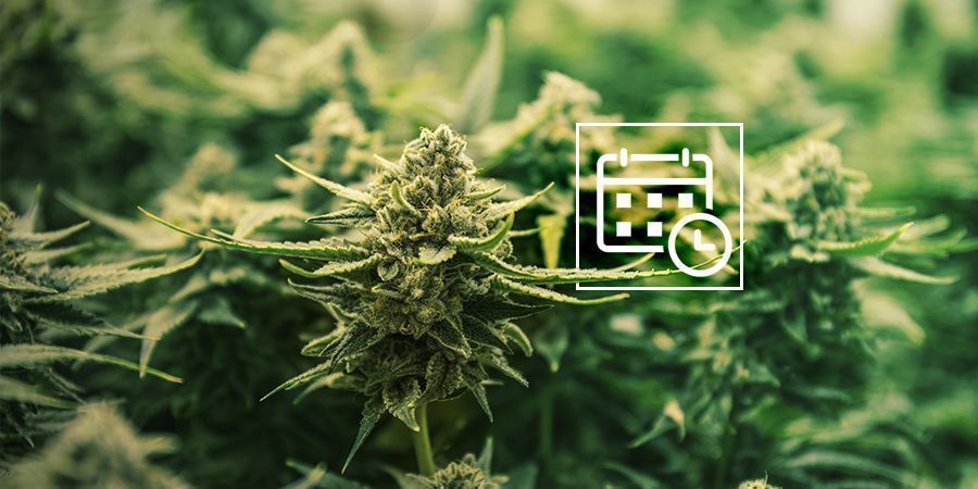 Skal du også ændre lysplanen for Autoflower? Skal du også ændre lysplanen for Autoflower?
