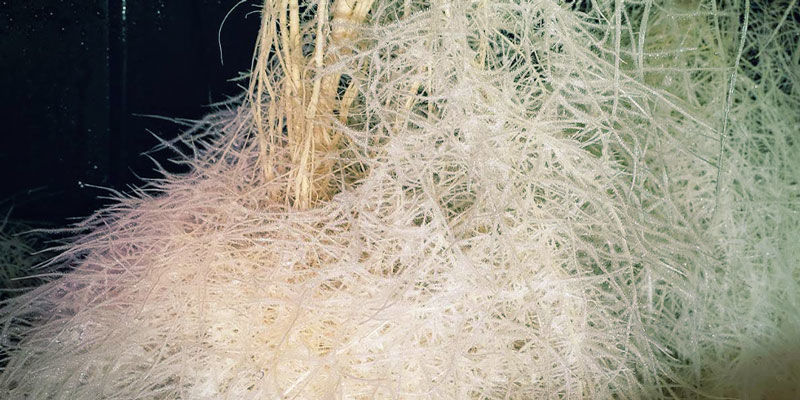 Aeroponiske systemer Aeroponic Systems