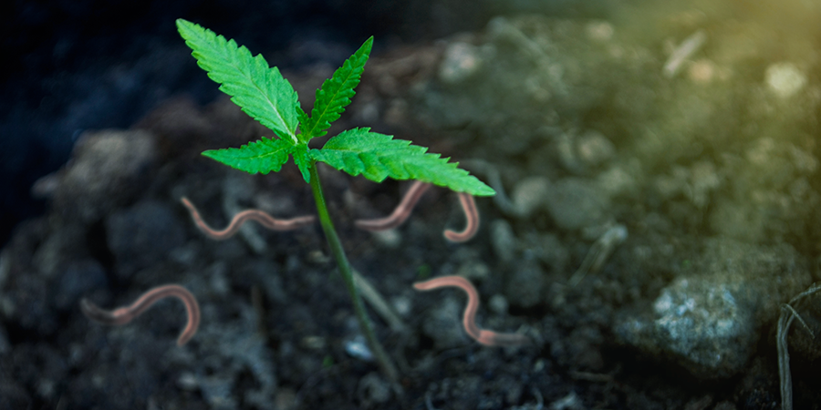 Fordelene ved at dyrk cannabis med din egen kompost Fordelene ved at dyrk cannabis med din egen kompost