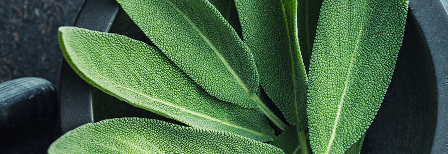 r/salvia: Søg ligesindede i Salvia Divinorum Emporium r/salvia: Seek Like-mindedness At The Salvia Divinorum Emporium