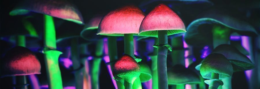 r/shrooms: Din foretrukne subreddit til psilocybin-information r/shrooms: Din foretrukne subreddit til psilocybin-information