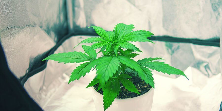 Dyrk cannabis i et lille dyrkningstelt Growing Weed In A Small Grow Tent