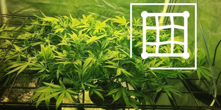 Teknikker til at øge udbyttet i dit micro-grow Teknikker til at øge udbyttet i dit micro-grow