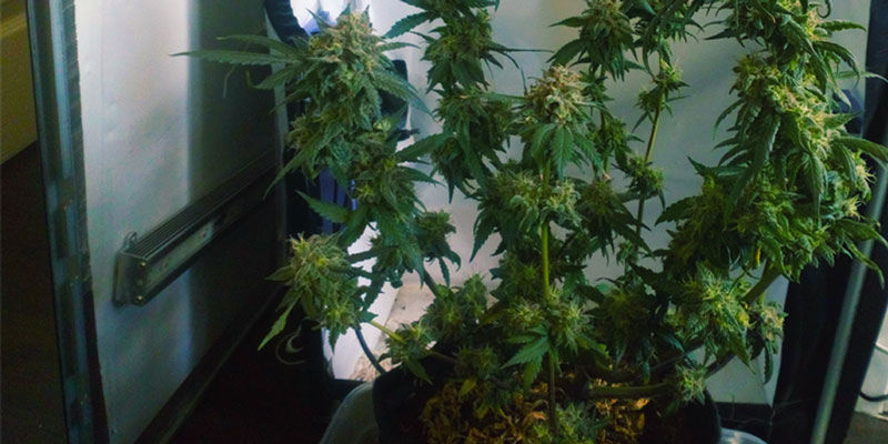 Dyrk cannabis i et pc-kabinet Growing Weed In A Computer Tower