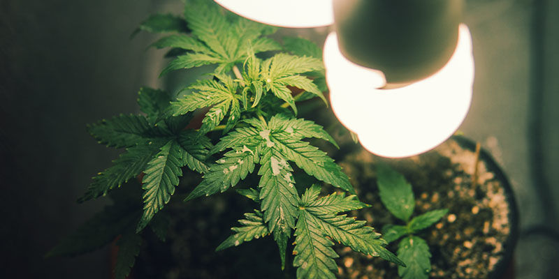 Dyrk cannabis i dit klædeskab Growing Weed In Your Closet