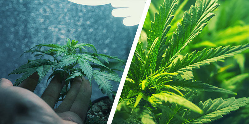 Hvad er mikrodyrkning, og hvordan adskiller det sig fra almindelig dyrkning af cannabis? Hvad er mikrodyrkning, og hvordan adskiller det sig fra almindelig dyrkning af cannabis?