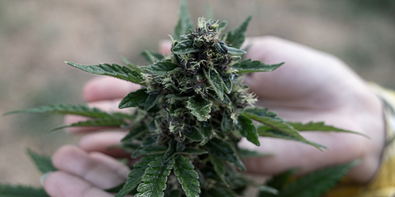 Top 3 cannabissorter efter terpener Top 3 cannabis strains by terpenes
