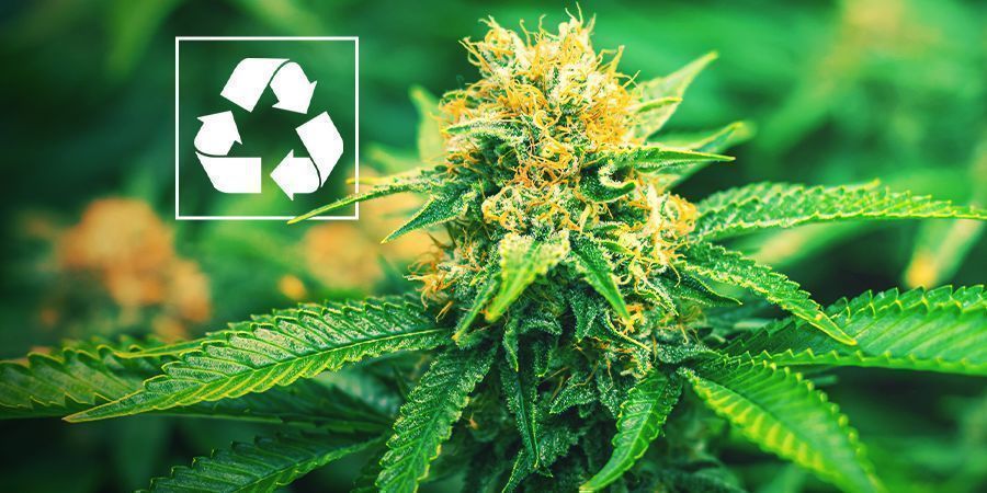 Hvorfor dyrke cannabis med akvaponik? Hvorfor dyrke cannabis med akvaponik?